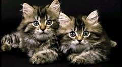 Какви животни могат да се наричат психика?